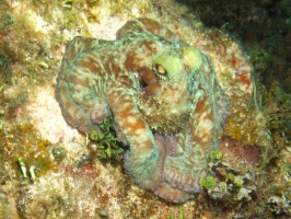 Reef Octopus IMG 3183 - Version 3